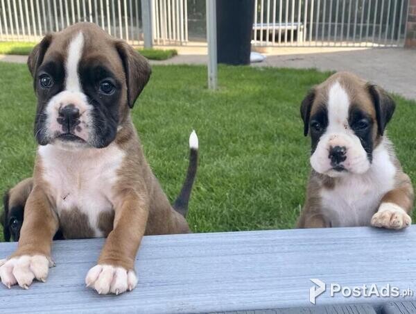 Quality Family Reared Adorable Boxer Puppies