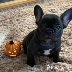 French Bulldog Puppies Ready Now for sale | PostAds PH