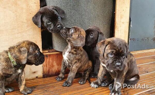 Quality Cane Corso puppies available
