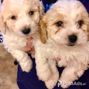Cavachon Puppies Ready for Sale | PostAds PH