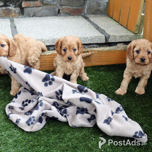 Gorgeous Cavapoo Puppies for Sale | PostAds PH