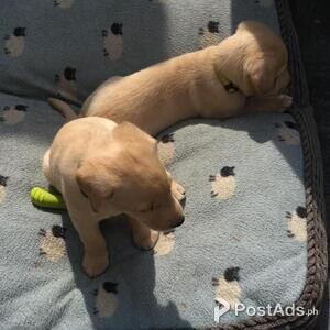 Beautiful Labrador Puppies Looking for new Homes | PostAds PH