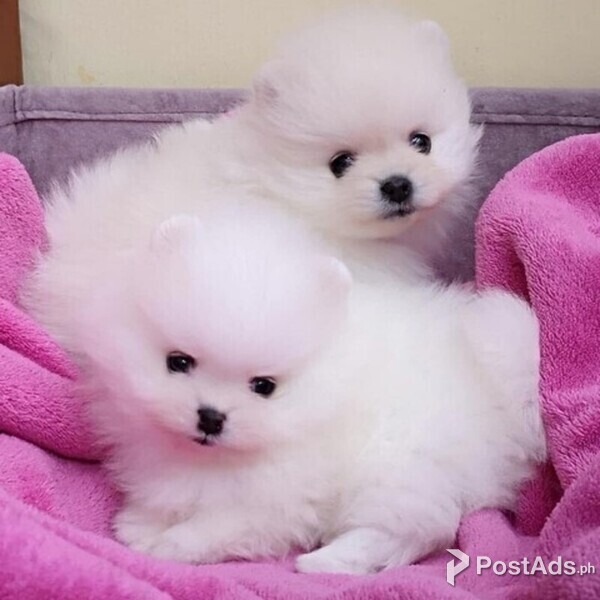 Pomeranian puppies for sale