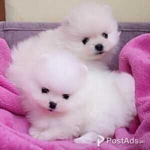 Pomeranian puppies for sale | PostAds PH