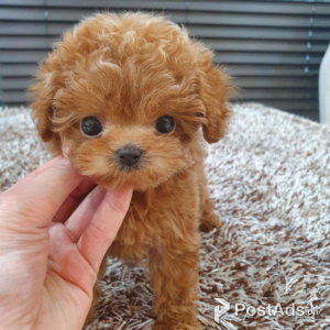 Toy Poodle Puppies Available to Leave | PostAds PH