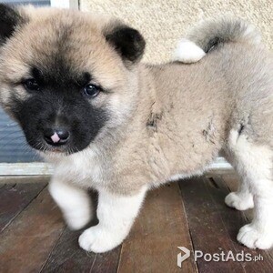 Akita pups | PostAds PH