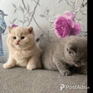 short-hair kittens for adoption | PostAds PH