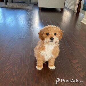 Cavapoo puppies | PostAds PH
