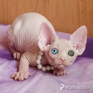 Sphynx Kittens Available | PostAds PH