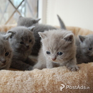 lovely kittens for rehoming | PostAds PH