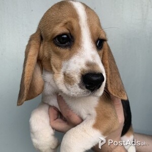 Beagle Puppies For Sale | PostAds PH