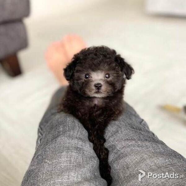 Toy Poodle puppies 