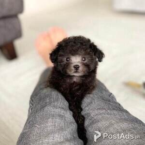 Toy Poodle puppies | PostAds PH