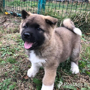 Beautiful Akita | PostAds PH