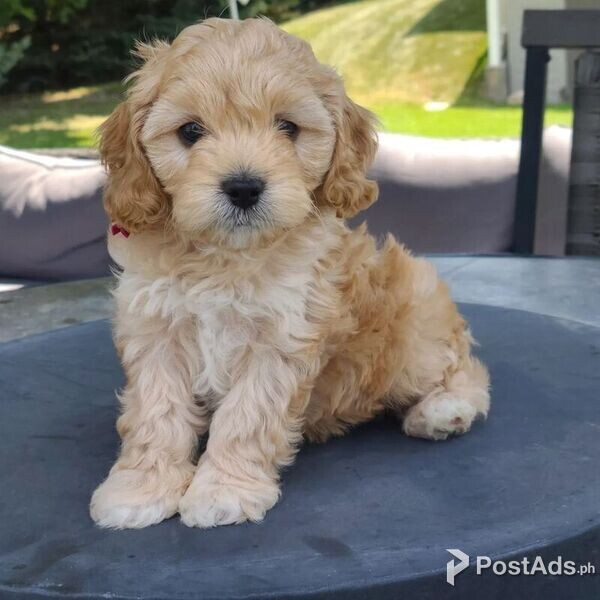 Cavapoo  puppy 