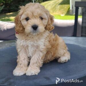 Cavapoo puppy | PostAds PH