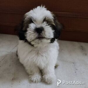 Male and Female Shitzu puppies | PostAds PH