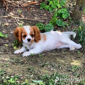 Cavalier King Charles Spaniel for sale | PostAds PH