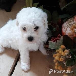 Beautiful Bichon Frise puppy available | PostAds PH