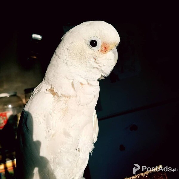 Cute Umbrella Cockatoo parrots available 