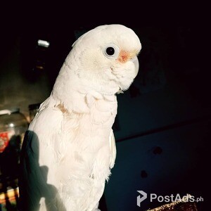 Cute Umbrella Cockatoo parrots available | PostAds PH