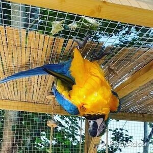 BLUE AND YELLOW MACAW PARROTS AVAILABLE | PostAds PH