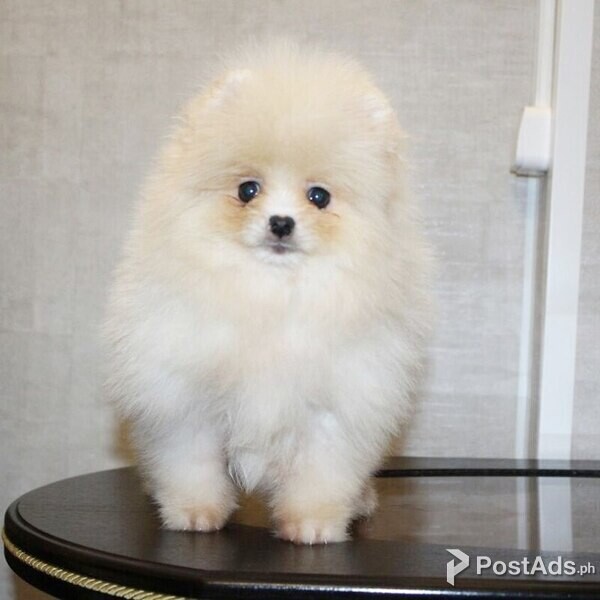 BEAUTIFUL POMERANIAN PUPS AVAILABLE 