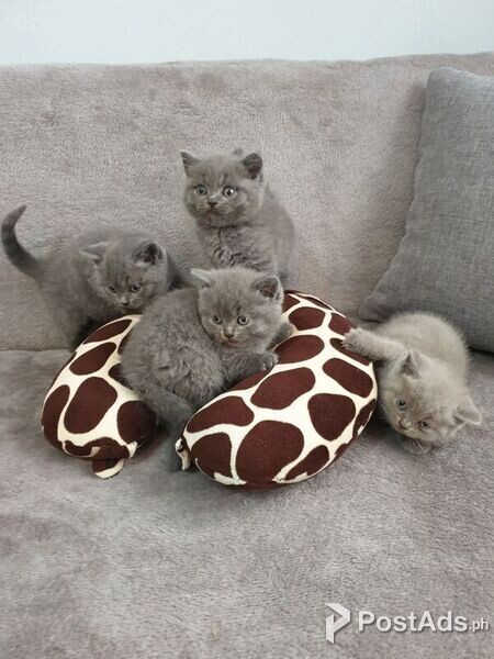 lilac kittens for adoption