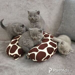 lilac kittens for adoption | PostAds PH