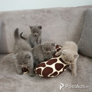 beige lilac kittens for adoption | PostAds PH