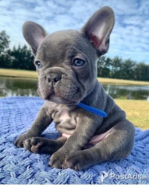 French Bulldog puppies for sale 