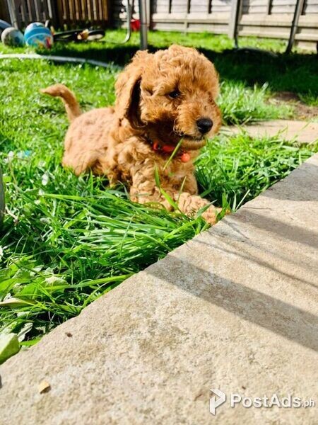 F1B Standard Goldendoodle Puppies Available