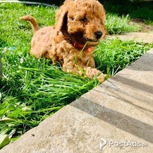 F1B Standard Goldendoodle Puppies Available | PostAds PH