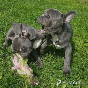 Gorgeous French Bulldog puppies | PostAds PH