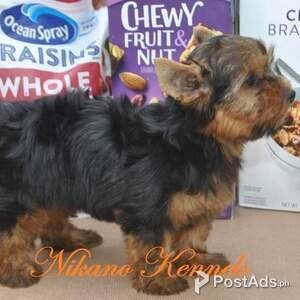 SHAKIRA – FEMALE PUPPY YORKIE YORKSHIRE TERRIER FOR SALE!!! | PostAds PH