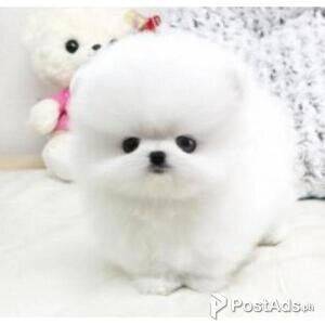 Two Awesome T-Cup Pomeranian Puppies | PostAds PH