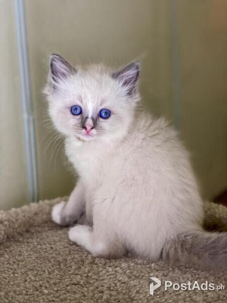 Ragdoll Kittens Available;