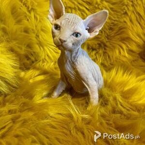 Pedigree Sphynx Kittens | PostAds PH