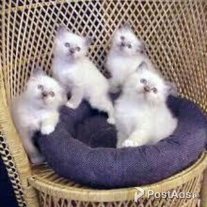 Birman Kittens Looking For Good Home | PostAds PH