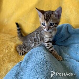 2 Beautiful Bengal Kittens | PostAds PH