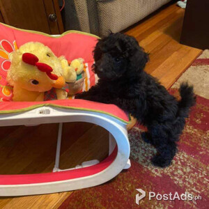 Toy Poodles ready | PostAds PH