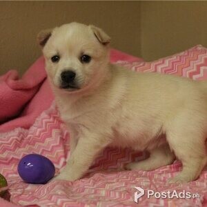 Alaskan Klee Kai puppies | PostAds PH