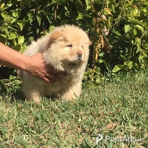Chow chow | PostAds PH