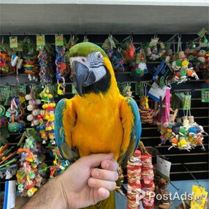 macaw parrot for sale | PostAds PH