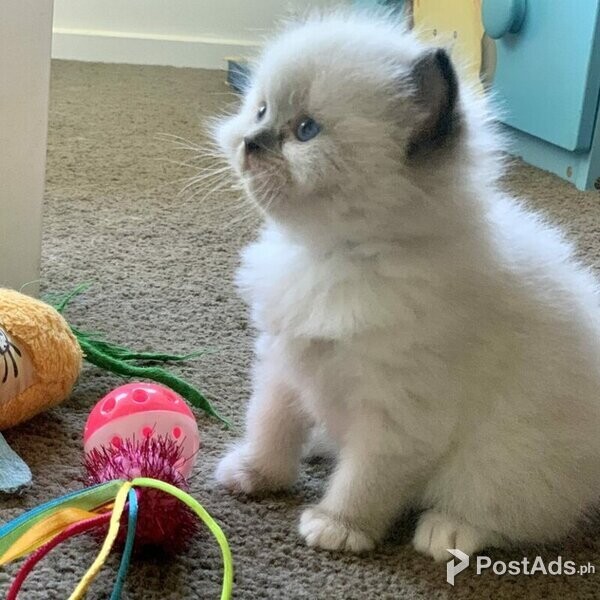 Russian blue kitten