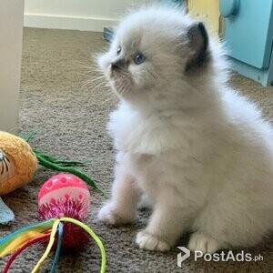 Russian blue kitten | PostAds PH