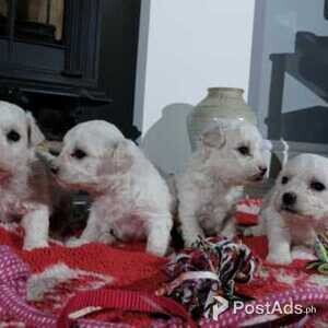 Bichon Frise puppies | PostAds PH