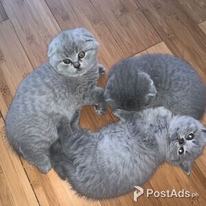 Scottish Fold kittens | PostAds PH