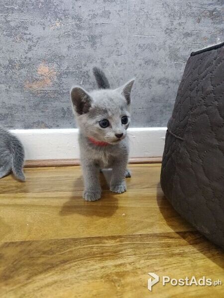 Russian Blue kittens