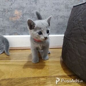 Russian Blue kittens | PostAds PH